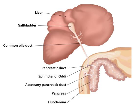 anatomy of the feline liver, intestine and pancreas