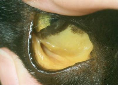 conjunctival jaundice in a cat with liver disease