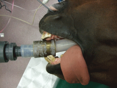 mouth gag with endotracheal tube in place