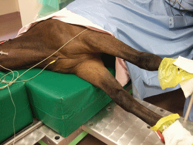 positioning of the forelimbs during anaesthesia and recovery to avoid pressure on the triceps muscle