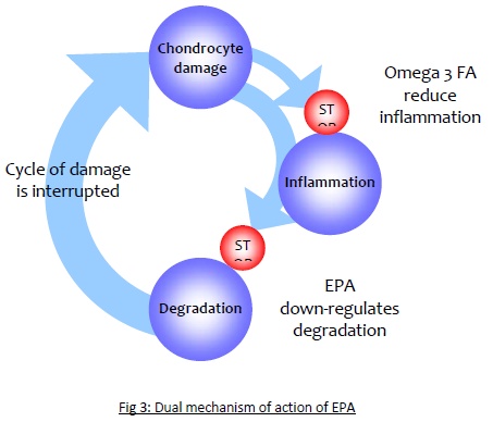 Fig 3: Dual mechanism of action of EPA