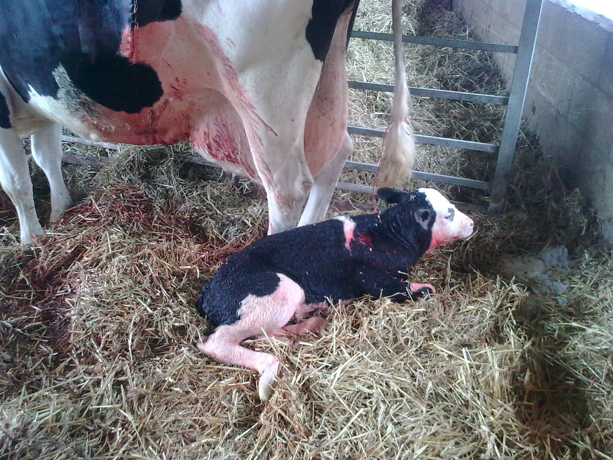 the prevention of pneumonia starts as soon as the calf is born, with the intake of colostrum